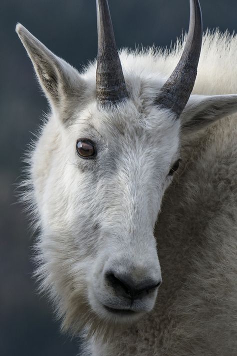 Regard Animal, White Goat, Alaska Wildlife, Mountain Goats, American Animals, Eid Ul Adha, Mountain Goat, Hunting Trip, Wild Dogs