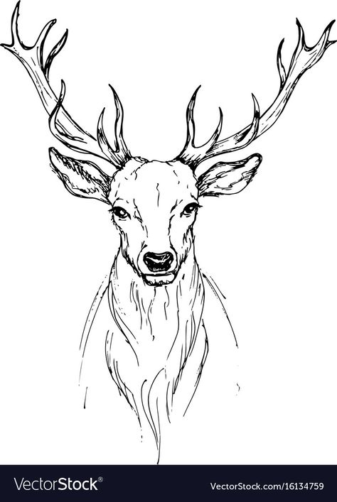 Deer Front View Drawing, Deer Head Sketch, Deer Front View, Stag Sketch, Deer Sketch, Deer Drawing, Realistic Temporary Tattoos, Sketch Pen, Deer Tattoo