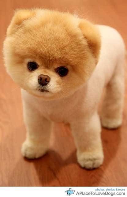 Do you know how to do this cut?!  i need toooooo knowww... My recommendation is to take your pom to the groomers with a couple of pics of Boo. It looks like a modified Teddy Bear cut. Teddy Bear Puppies, Dog Minding, Teddy Bear Dog, Cuddly Teddy Bear, Teacup Puppies, Baby Animals Funny, Popular Dog, Cute Animal Videos, Landscape Wallpaper