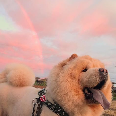 14 Lovely Chow Chow Pictures To Make Your Day | Page 3 of 3 | PetPress Puppy Chow Chex Mix, Puppy Chow Chex, Puppy Chow Halloween, Chow Chow Dog Puppy, Dog Line Art Tattoo, Perros Chow Chow, Dog Aesthetics, Puppy Chow Christmas, Puppy Chow Chex Mix Recipe