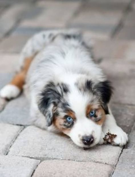 18 Interesting Facts About Australian Shepherds | PetHelpful A Puppy, Australian Shepherd, Facts About, Puppies, Pet, Dogs