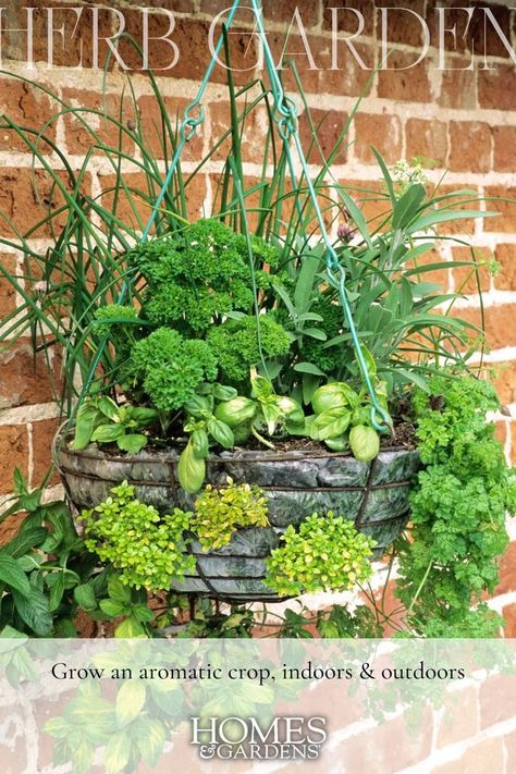 Don't overlook the vertical plane when planning your herb garden – hanging baskets can make an enticing, fragrant addition to the garden. Hanging Plant Baskets Outdoor, Hanging Basket Combinations, Herbs Balcony, Diy Hanging Baskets, Diy Hanging Herb Garden, Hydroponic Herb Garden, Herb Garden Ideas, Hanging Herb Garden, Hanging Herbs