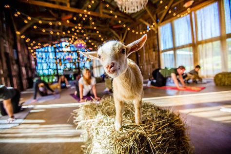 Yoga Party, Buffalo City, Wooden Castle, Goat Yoga, Baby Goat, Dairy Goats, Yoga Pictures, Nature Tour, A Goat