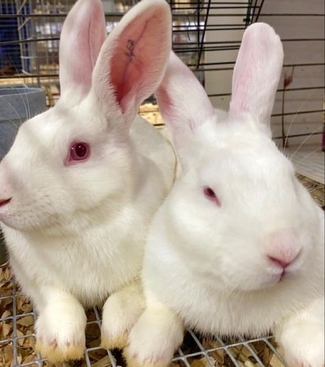 White Bunny Red Eyes Aesthetic, Red Eyed Rabbit, White Bunny With Red Eyes, White Rabbit Red Eyes, Red Eye Bunny, Rabbit Eyes, Rabbit Names, White Bunnies, Iowa State Fair