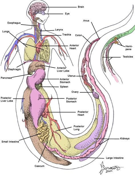 Human Mermaid Hybrid, Anatomy Of Mermaid, Half Snake Half Human Anatomy, Snake People Art, Snake Hybrid Human, Snake Hybrid, Mermaid Powers, Snake Anatomy, Mermaid Reference