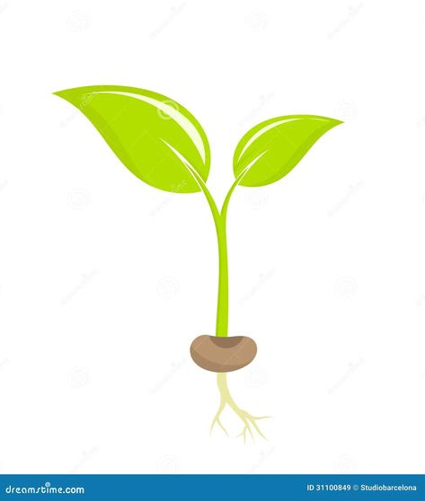 Seedling Drawing, Plant Clips, Plant Icon, Plant Seedlings, Plant Vector, Plant Drawing, Plant Art, All About Plants, Seeds