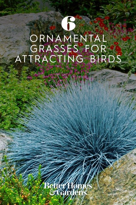 Ornamental Garden, Birds And Butterflies, Water Source, Pond Plants, Backyard Diy, Garden Plans, Attract Pollinators, Have Inspiration, How To Attract Birds