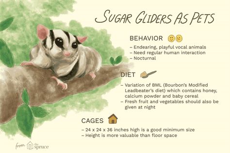 Do Sugar Gliders Make Good Pets? Sugar Glider Care, Sugar Glider Baby, Sugar Glider Pet, Sugar Glider Cage, Exotic Pet, Baby Cereal, Barrel Racing Horses, Sugar Gliders, Savannah Cat