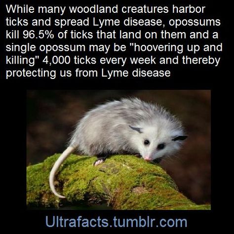 Opossum Facts, Lyme's Disease, Awesome Possum, Animal Facts, Woodland Creatures, Bird Feeder, Animal Memes, Animals Friends, Super Hero