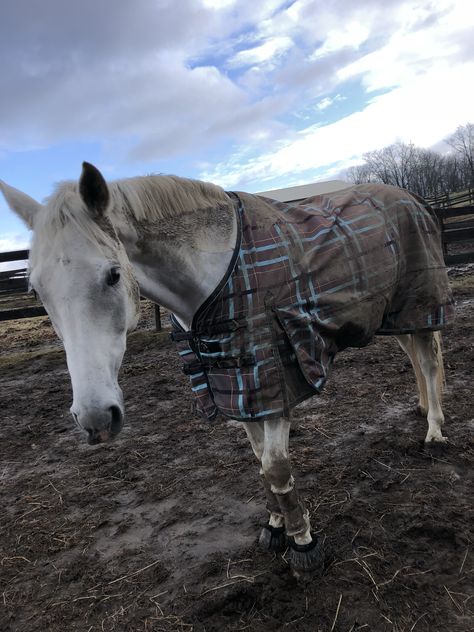 Muddy Horse, Barn Stalls, Farm Lifestyle, Horse Aesthetic, Sport Horse, Horse Equestrian, Equestrian Life, White Horses, Horse Life