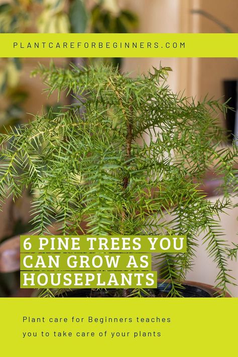 Discover the joy of bringing the peaceful beauty of pine trees into your home! This plant guide shares 6 pine trees to use as houseplants that will transform your space. Learn essential care tips and go on an exciting journey of pine trees in your home. Indoor Pine Tree Houseplant, Pine Tree In Pot, Indoor Pine Tree, Garden With Pine Trees, Bonsai Growing, Mugo Pine, Small Pine Trees, Japanese Black Pine, Growing Trees