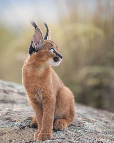 Leopard Photography, Caracal Kittens, Panther Animal, Animal Poses, Caracal Cat, Panther Black, Wild Photography, Cat Reference, Animal References