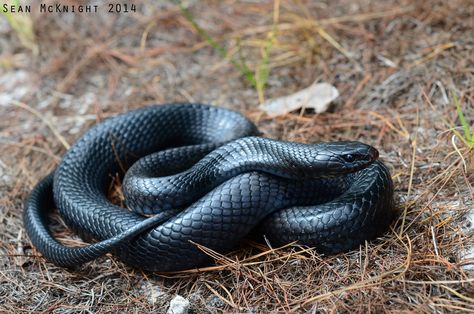 Eastern Indigo Snake | by Sean McKnight Eastern Indigo Snake, Indigo Snake, Amazing Animal Pictures, Fantasy Stuff, Snake Venom, Reptile Snakes, Beautiful Snakes, Black Snake, Crocodiles