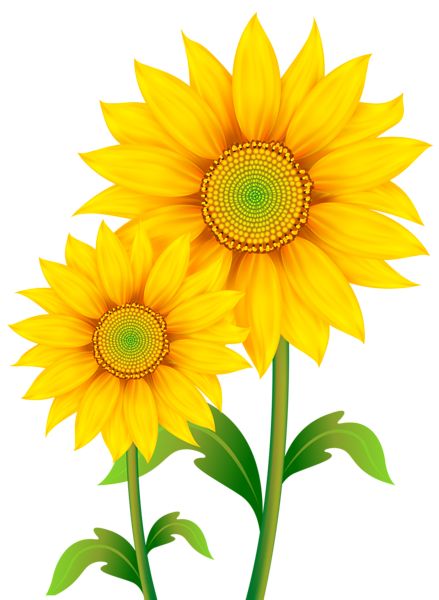 Sunflower Things, Sunflower Clip Art, Sunflower Leaves, Sunflower Images, Sunflowers Background, Sunflower Clipart, Sunflower Wall Art, Sunflower Pictures, Tree Clipart