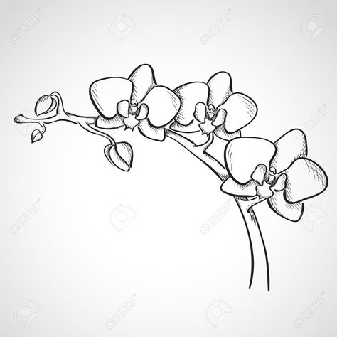 Sketch orchid branch, hand drawn, ink style Stock Vector - 27321479 Simple Orchid Drawing, Orchid Outline, Orchid Illustration, Orchid Drawing, Branch Drawing, Simple Flower Drawing, Orchids Painting, Orchid Tattoo, Flower Line Drawings