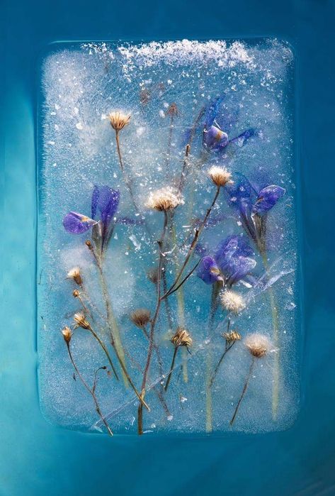 Bruce Boyd, fom "Frozen flowers" Zero Degrees, Unique Canvas, Color Photo, Abstract Nature, Japanese Artists, Photo Colour, Impressionism, Art Art, Fine Art Photography