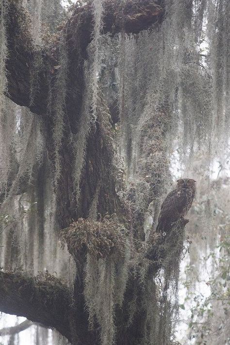 Southern Gothic Aesthetic, Moss Growing, The Boogeyman, American Gothic, Great Horned Owl, Southern Gothic, Gothic Aesthetic, Spanish Moss, Witch Aesthetic