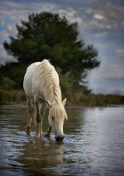 Horse Camargue Horse, Most Beautiful Animals, All The Pretty Horses, White Horses, Horse Photos, Pretty Horses, Horse Photography, Horse Pictures, Back To Nature