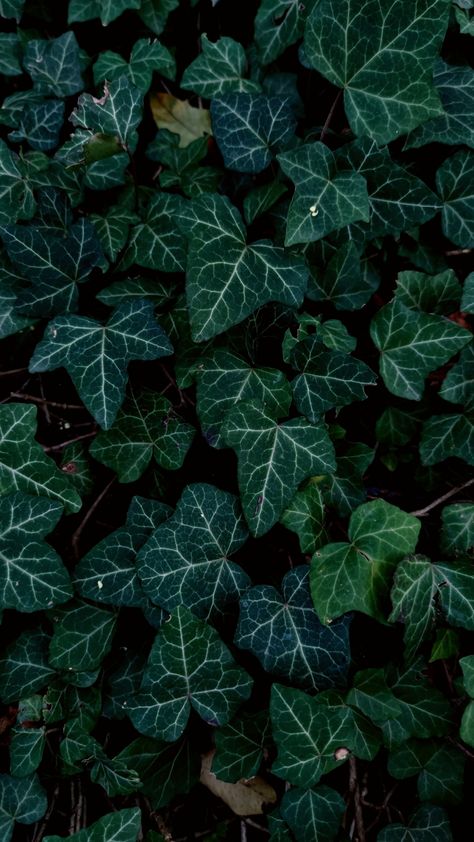 Hedera helix artistic photo Hedera Helix Ivy, Common Ivy, Hedera Helix, Gothic Garden, Ivy Plants, Plant Aesthetic, Sleeve Tattoo, Tattoo Inspo, Helix