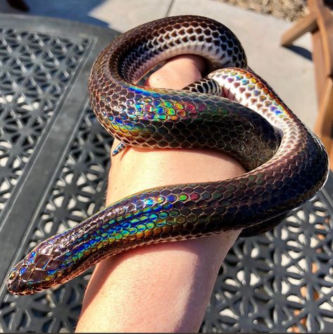 Gay snakes unite 🏳️‍🌈🏳️‍🌈🏳️‍🌈 Sunbeam Snake, Cool Snakes, Rainbow Snake, Pretty Snakes, Cute Reptiles, Cute Snake, Reptile Snakes, Beautiful Snakes, Pet Snake