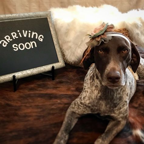 Litter Announcement Ideas, Dog Maternity Shoot Ideas, Dog Maternity Shoot, Pregnant Shoot, Dog Pregnancy, Gsp Dogs, Dog Pregnancy Announcement, Pregnancy Pics, Pregnant Dog