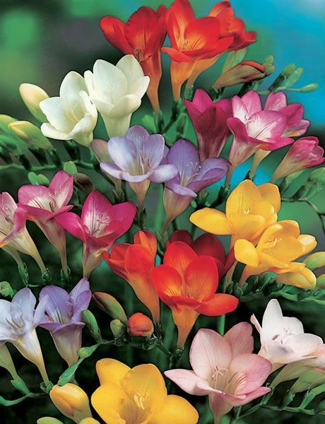 Seeds Gifts, Peacock Plant, Freesia Flowers, Arrowhead Plant, Black Russian, Plant Labels, Fragrant Flowers, Bulb Flowers, Single Flower