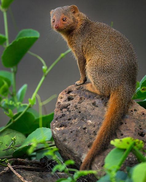 Sachin Rai on Instagram: “Answer to the quiz. A dwarf mongoose from Maasai Mara :). Well tried guys. Only one person got it right this time. Thank you for attempting…” Mongoose Animal, Mythical Garden, Asian Animals, Animal List, Indian Wildlife, Indian Animals, Maasai Mara, Csi Miami, Animal Reference