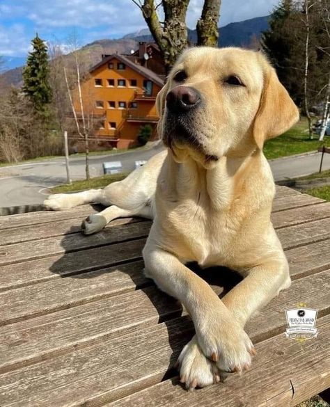 Yellow Labrador Retriever Aesthetic, Labrador Retriever Yellow, Blond Labrador, Happy Labrador, Labrador Yellow, Yellow Lab Puppy, Lab Retriever, Yellow Labs, Golden Labrador