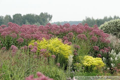 Oudolf Piet Oudolf Garden, Oudolf Garden, Piet Oudolf, Garden Designer, Grasses Garden, Sun Plants, Backyard Inspiration, Plant Combinations, Garden Landscape Design