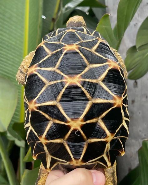 Burmese Star Tortoise - Learn About Nature Burmese Star Tortoise, Star Tortoise, Indian Star Tortoise, Turtle Food, Types Of Turtles, Enclosure Ideas, Art Concepts, Indian Star, Turtle Love