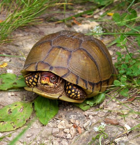 Three-toed Box Turtle | Project Noah Turtle Project, Turtle Painted Rocks, Eastern Box Turtle, Turtle Care, Turtle Rock, Animals Tattoo, Tattoo Nature, Box Turtle, Cute Turtle