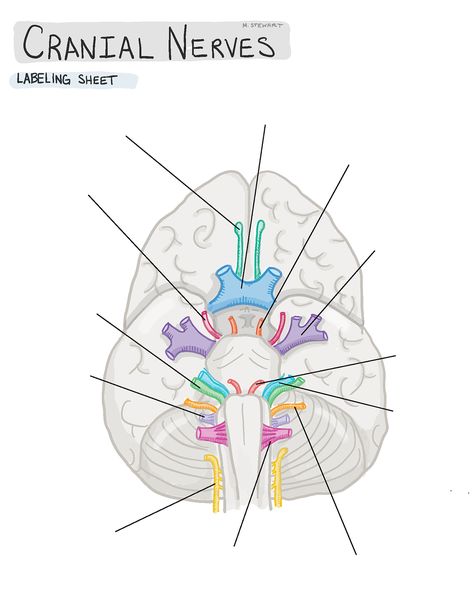 (Day 539) cranial nerves and their general functions. Blank one for studying too. The mnemonic isn’t mine, it just lives in the dusty back… Nervous System Anatomy, Nursing School Survival, Cranial Nerves, Nursing School Studying, Nursing School Notes, Medical School Studying, Diagram Design, School Survival, Med Student