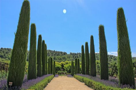 cypress trees are a feature of Provence Two Trees, Cypress Trees, Alcoholic Beverages, Travel Places, One Tree, Wine Cellar, Ancient Times, The Landscape, Wine Tasting