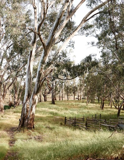 Travel Art Painting, Australia Landscape, Australian Trees, Outback Australia, Eucalyptus Tree, Australian Bush, Landscape Photography Tips, Australian Flora, Country Landscaping