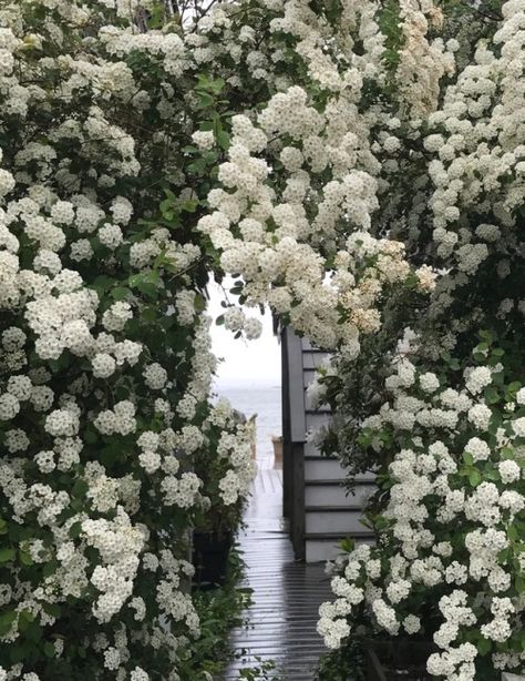 constanceelena: Path to the sea, spirea archway Provincetown bay Flower Aesthetic White, White Flower Aesthetic, White Flowers Aesthetic, Highgrove Garden, White Flower Arrangement, Bridal Wreath Spirea, White Flower Arrangements, Climbing Hydrangea, Rustic Planters