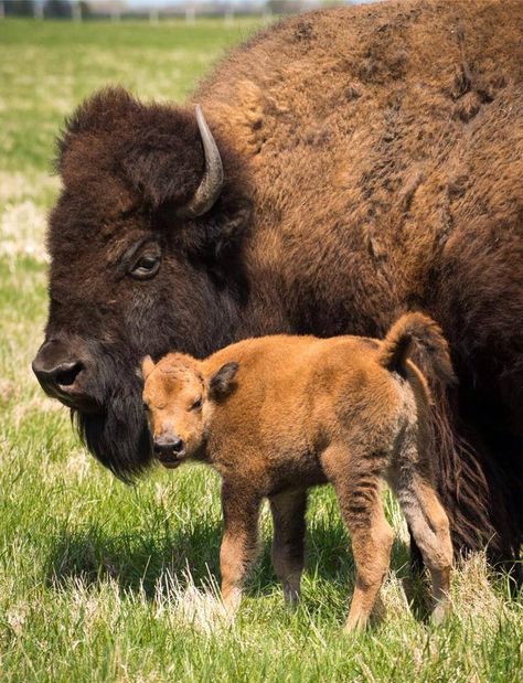 Buffalo Pictures, Bison Photography, Baby Bison, Buffalo Animal, Bison Art, Buffalo Art, Animals Adorable, Musk Ox, Eagle Painting