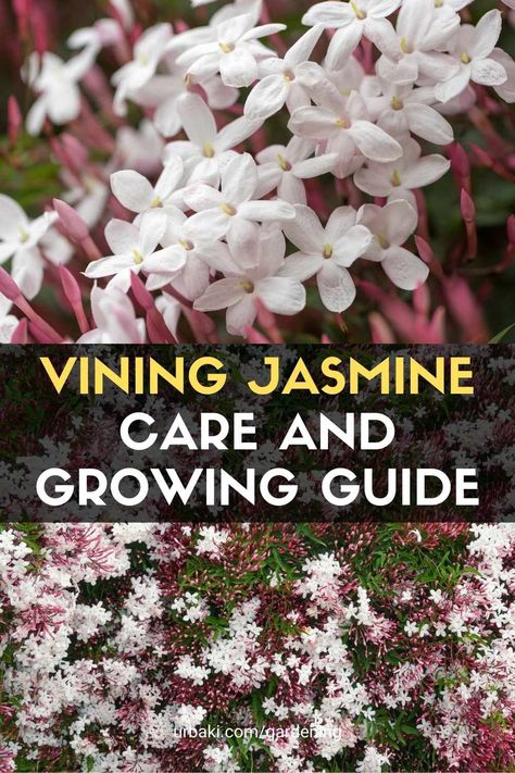 Pink Jasmine Plant, Pink Jasmine Vine, Wild Jasmine, Jasmine Vine, Pink Jasmine, Jasmine Plant, Short Plants, Garden Inspo, Gothic Garden