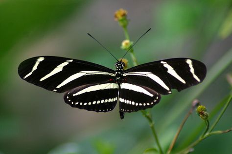 Zebra Butterfly, Fashion Trending Moodboard, Butterfly Species, Butterfly Photos, Jewel Colors, Butterfly Drawing, My Art Studio, Animal Friends, Animal Photo