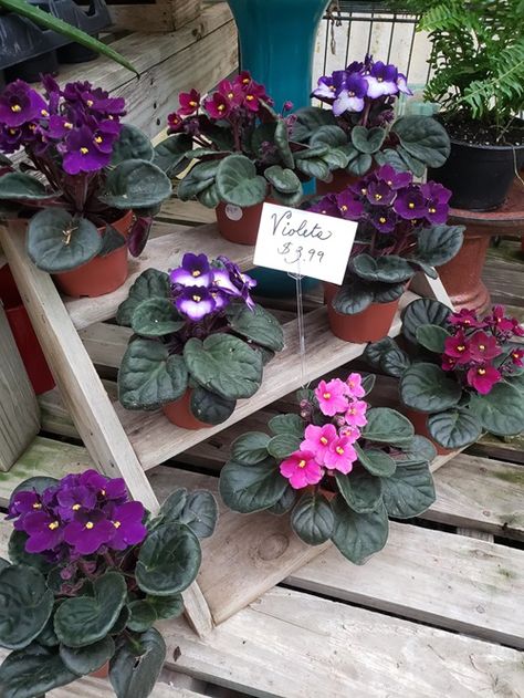 Can African Violets Grow Outside in Garden? Small House Garden, Companion Planting Vegetables, Plant Display Ideas, Too Much Work, Herb Containers, Container Vegetables, Herb Garden Design, Violet Plant, Vertical Garden Diy