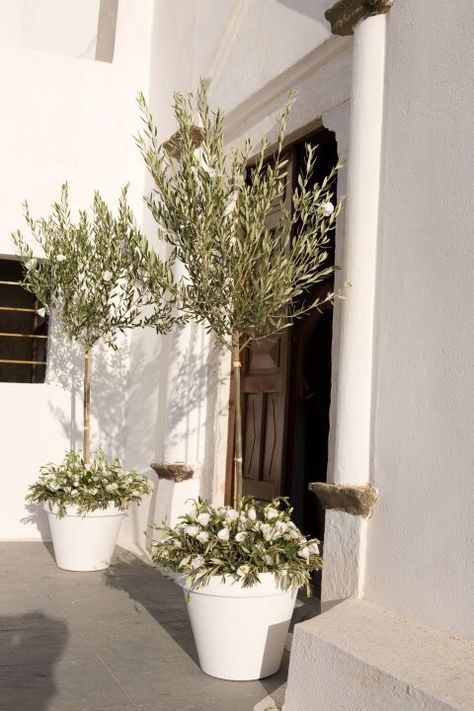 Olive trees Olive Tree Wedding, Olive Decor, Greek Island Wedding, Church Entrance, Potted Olive Tree, Zen Rock, Wedding In Greece, Garden Walkway, Potted Trees