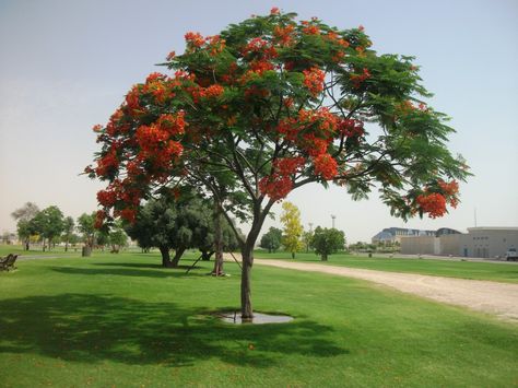 Delonix regia Delonix Regia, Chinese New Year 2020, Sun Plants, Haifa, Street Lamp, Landscaping Plants, Chia, Golf Courses, Yard