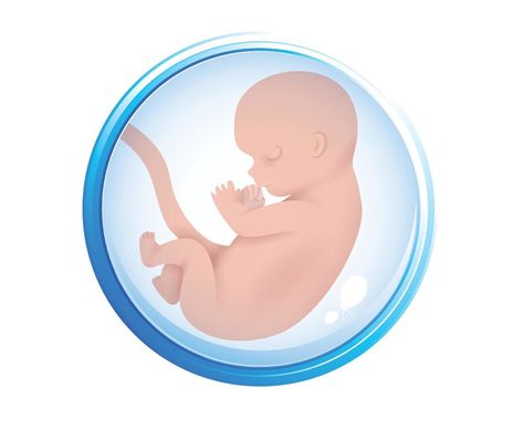 Human embryo in the womb. Embryo icon in amniotic fluid. Isolated on a white background. copy space. Vector illustration Human Embryo, Amniotic Fluid, Space Vector, Art Girl, Vector Art, White Background, Vector Free, Vector Illustration, Clip Art