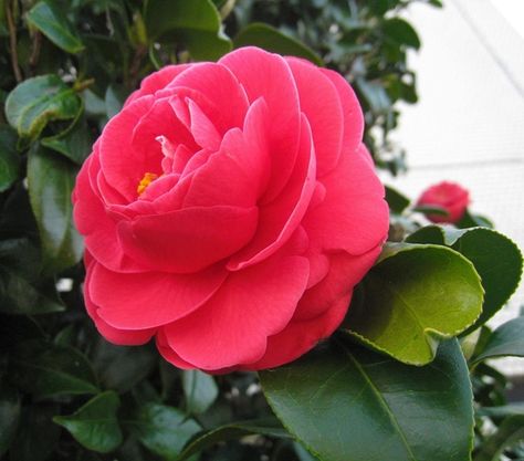 ¿Cómo cuidar la Camelia? Camelia Flower, Art Nouveau Flowers, Camellia Flower, Floral Drawing, Beautiful Flowers Wallpapers, Beautiful Photos Of Nature, 3d Flowers, Different Flowers, Good Morning Flowers