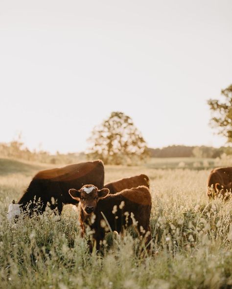 𝙴𝚊𝚐𝚕𝚎 𝙺𝚗𝚘𝚕𝚕 𝙵𝚊𝚛𝚖 on Instagram: “Hayyyy cutie. 👋🏻” Vintage Farm Pictures, Farm Asthetic Pics, Farm Pictures Aesthetic, Farm Lifestyle Photography, Farm Asthetic Picture, Midwest Farm Aesthetic, Cow Farm Aesthetic, Farm Astethic, Vintage Farm Aesthetic