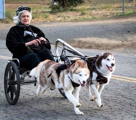 Dog Carting, German Shepherd Puppies Training, Dog Cart, Biking With Dog, Pull Cart, Dog Enrichment, Dog Stroller, Husky Lover, Born To Run