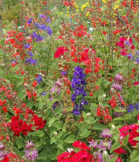 Small Balcony Garden, Perennial Flowers, Wildflower Seeds, Flowers Perennials, Floral Display, Small Balcony, Cozy Corner, Balcony Garden, Garden Seeds