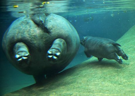 hehe Hippo tushies. :) Hippo Swimming, Kuda Nil, Baby Hippopotamus, Regnul Animal, Zoo Babies, Mother Baby, Hippopotamus, Cute Creatures, Animal Planet