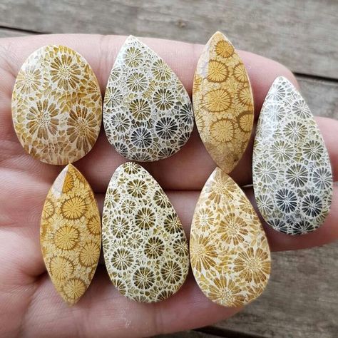 Fossil Coral cabochons Rocks And Fossils, Petoskey Stone, Fossil Coral, Beautiful Rocks, Stone Crafts, Rock Collection, Minerals And Gemstones, Rocks And Gems, Gems And Minerals