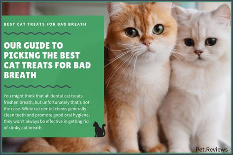 Diy Cat Treats, Homemade Cat Food, Natural Cat, Cat Parenting, Bad Cats, Cat Treats, Pet Hacks, Pet Treats, Teeth Cleaning