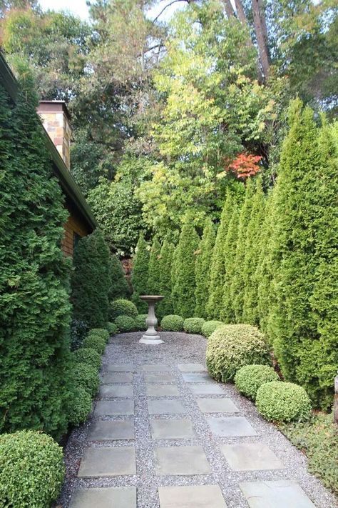 Arborvitae Landscaping Ideas, Evergreen Backyard, Minimalist Front Yard, Arborvitae Landscaping, Privacy Fence Landscaping, Boxwood Landscaping, Green Giant Arborvitae, Giant Arborvitae, Emerald Green Arborvitae